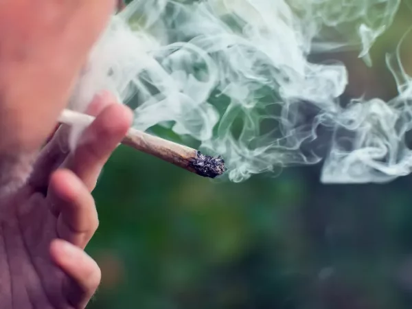 Le cannabis quadruple le risque de diabète de type 2 Le cannabis quadruple le risque de diabète de type 2